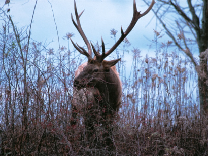 Thumbnail for How Will Climate Change Affect Pennsylvania's Plants and Animals?
