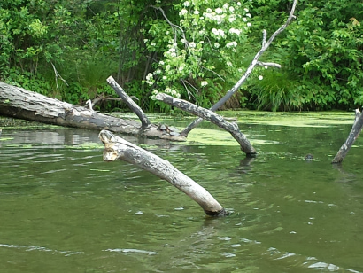 Thumbnail for Clean Water Rule Revived in PA, Protecting Our Headwater Streams and Wetlands